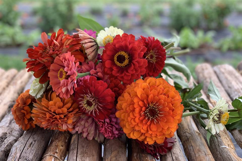 Our garden zinnias