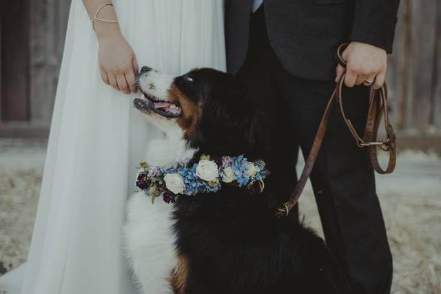 Flowers around the dog