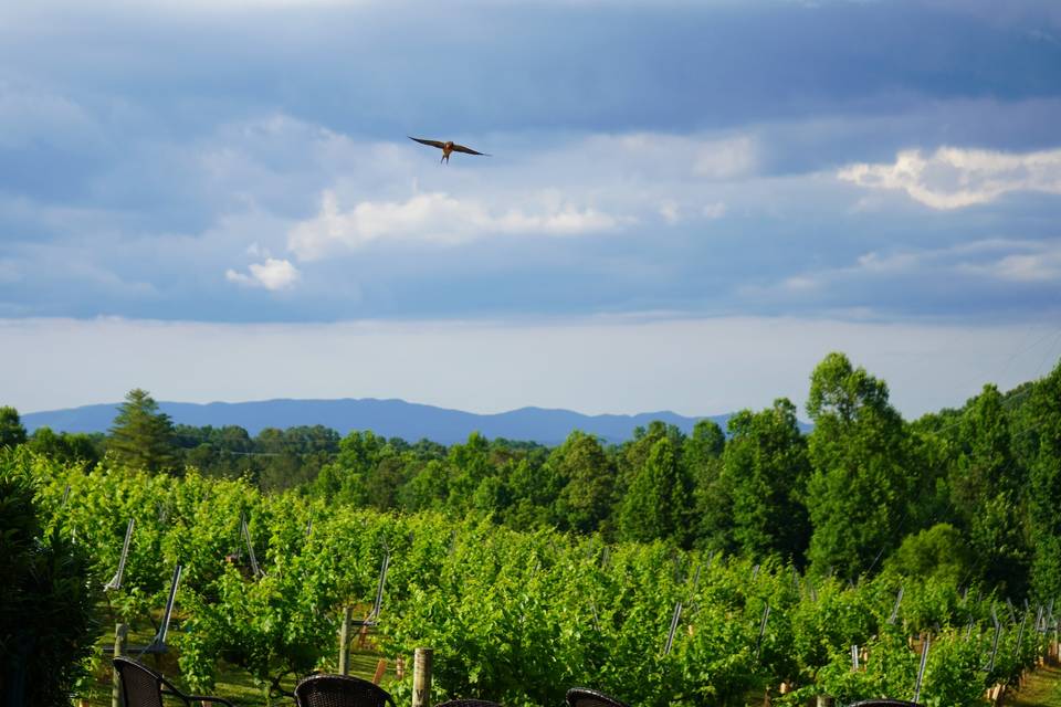 Venue in the Vines