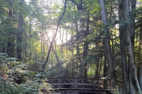 Rustic bridge for photos