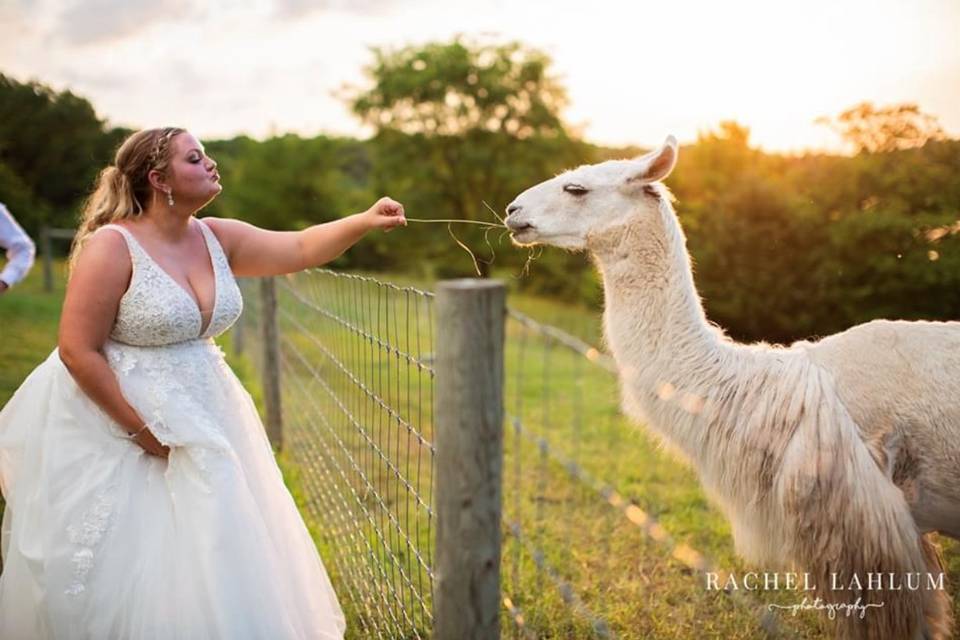 No wedding drama llama
