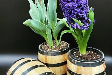 Baby Barrels