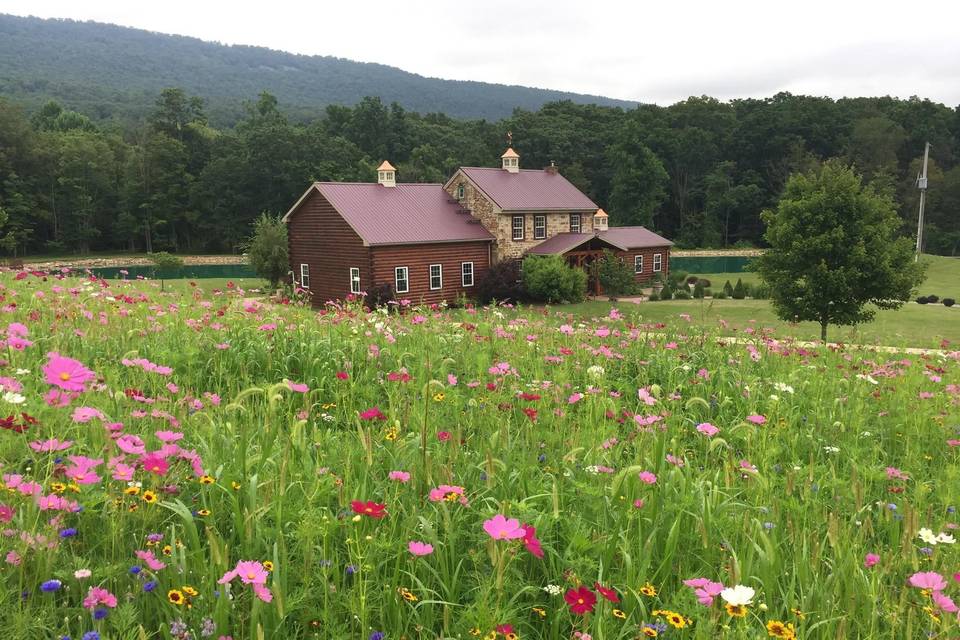 Open flower field