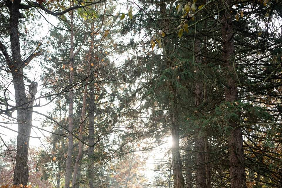 Fall Engagement