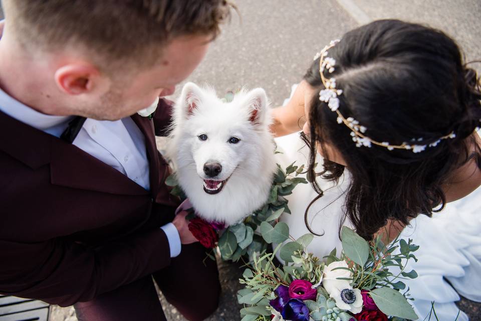 Dog - Ring Bearer