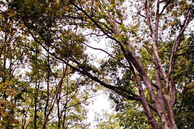 DaveTree Photography