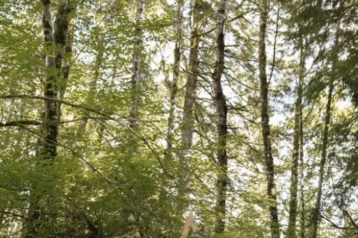 Fern Acres in Forks, Wa