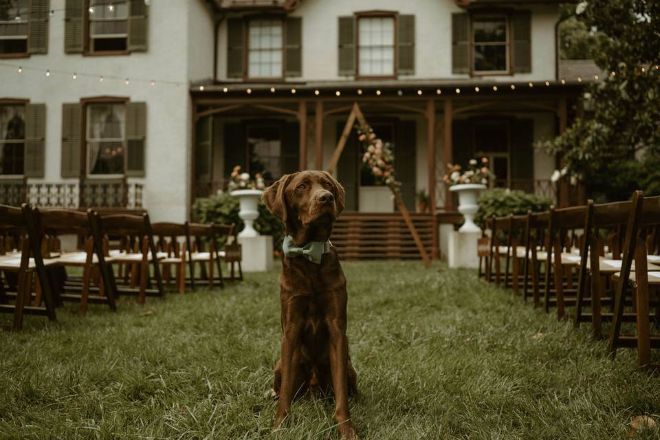 Dog on Ceremony