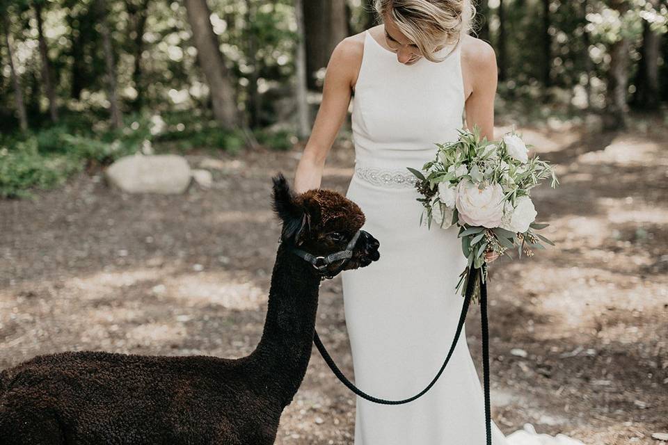 Bride with an Adorable Alpaca