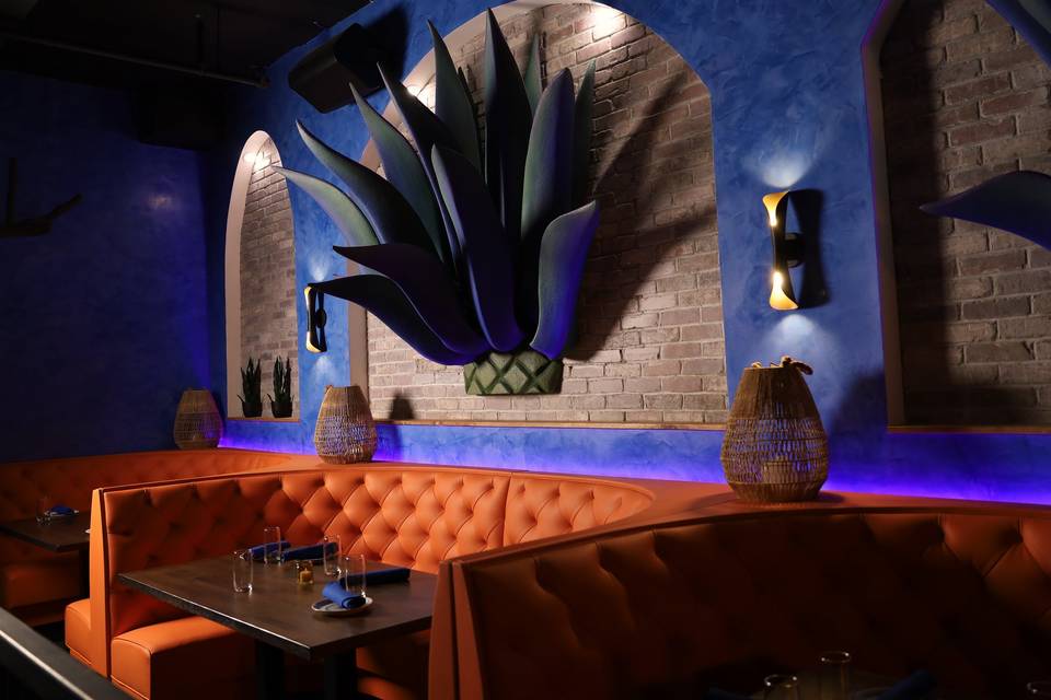 Agave Maria