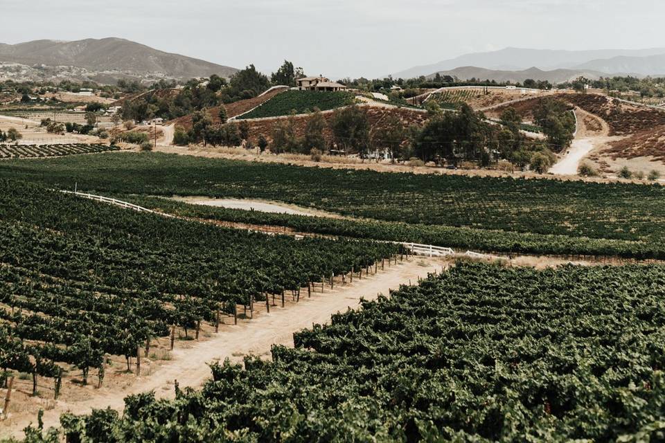 South Coast Winery Modern Wedding