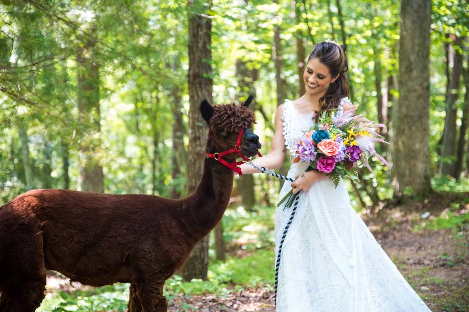 Llama vendor