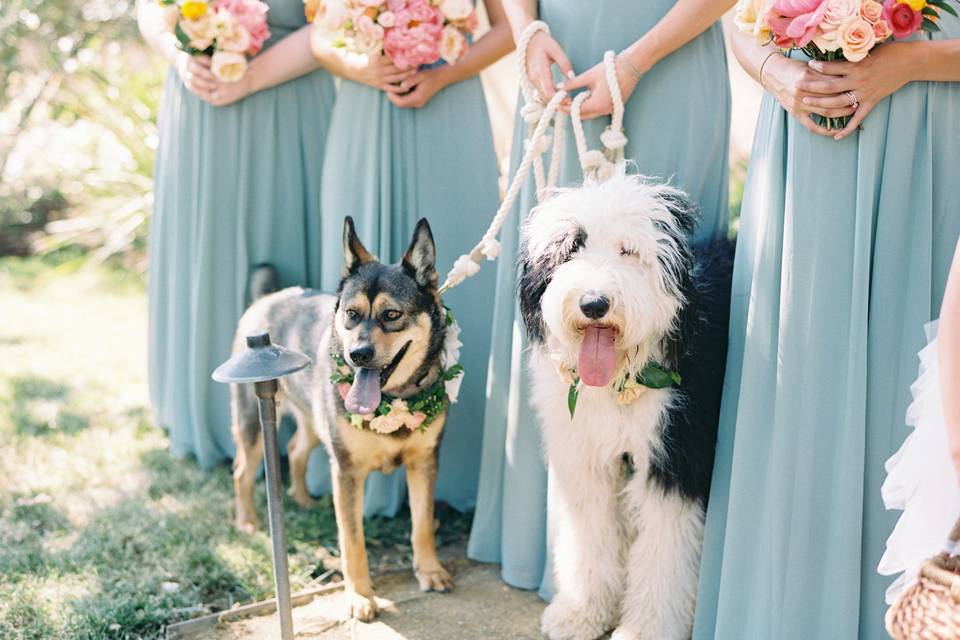 Wedding Pups