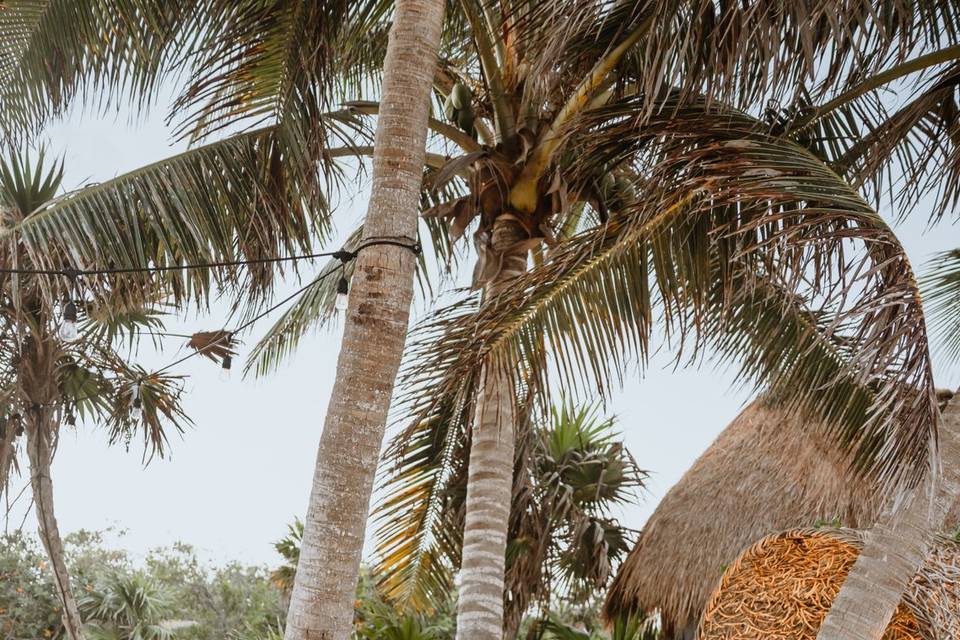 TROPICAL LOVE