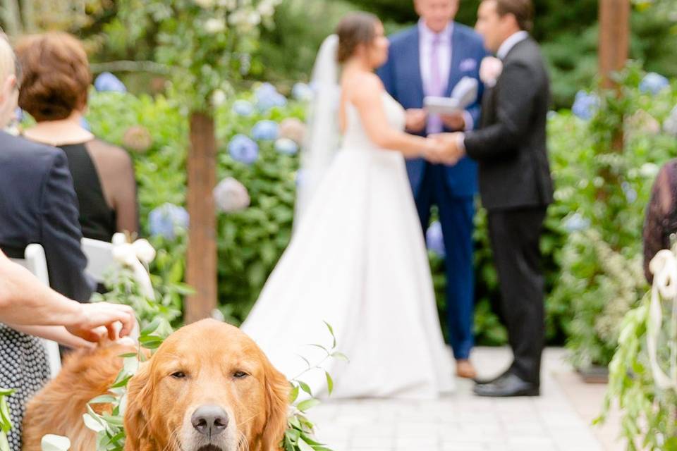 Wedding Ceremony w/Dog