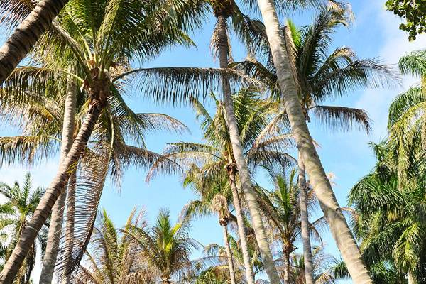 Palm-lined roads