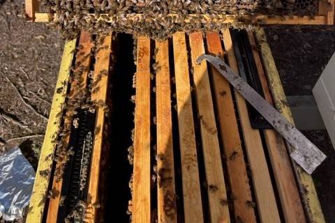 Hard working bees!!