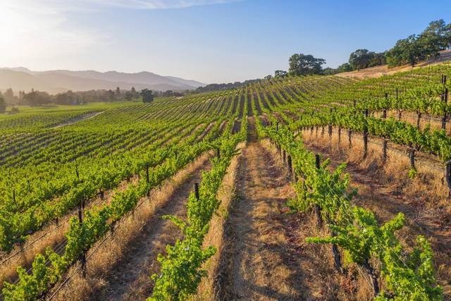 Vineyard