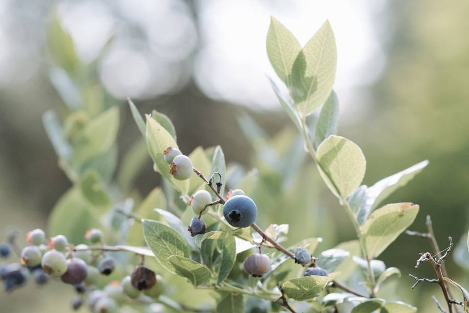 Blueberry shrubs