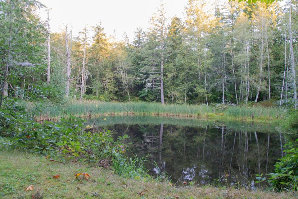 Trillium pond