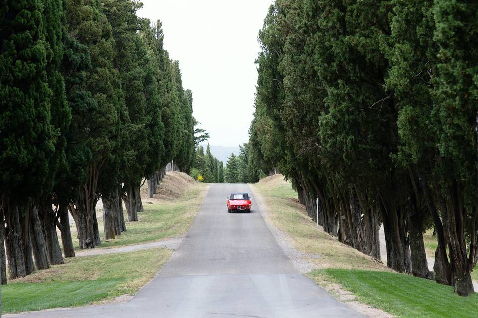 Tree-lined drive