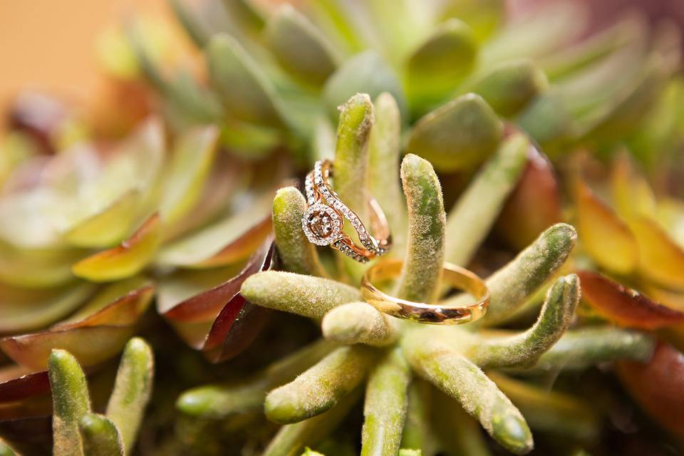 Rings on succulents