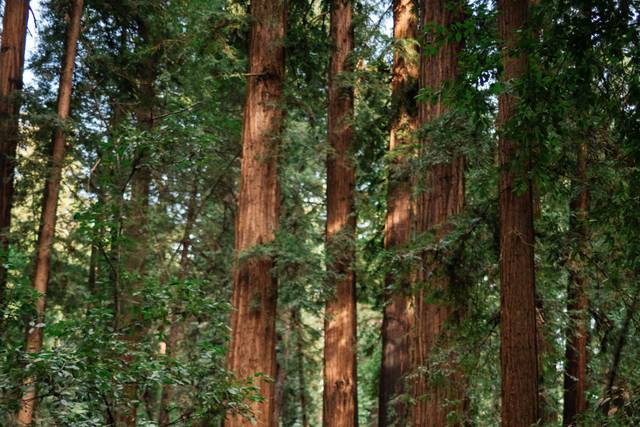 Trung Hoang Photography