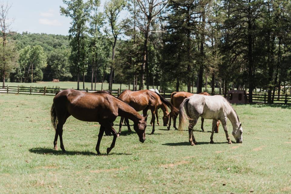 Horses grazing in the backgrou