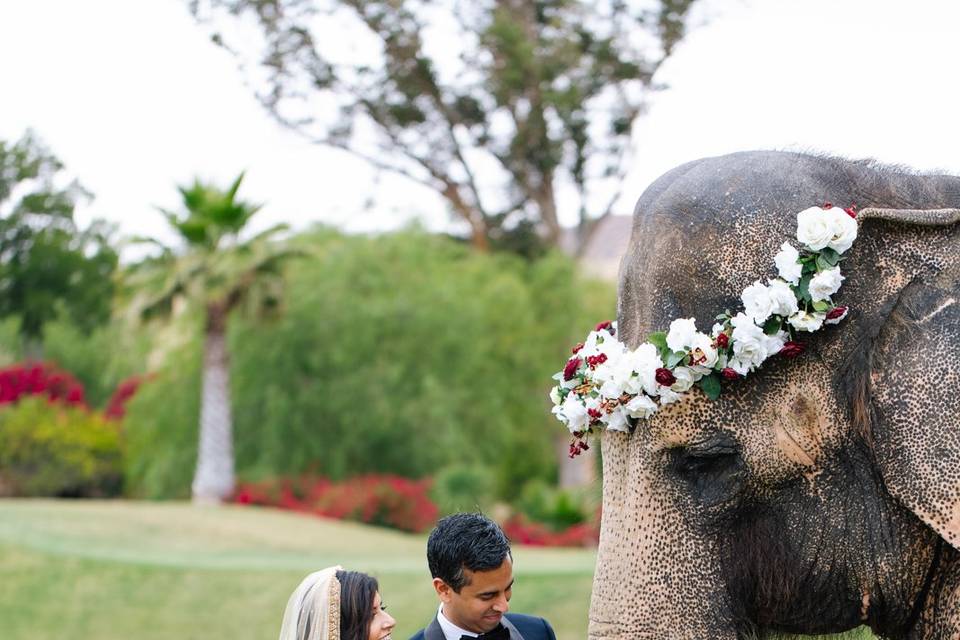 Bride and the Groom