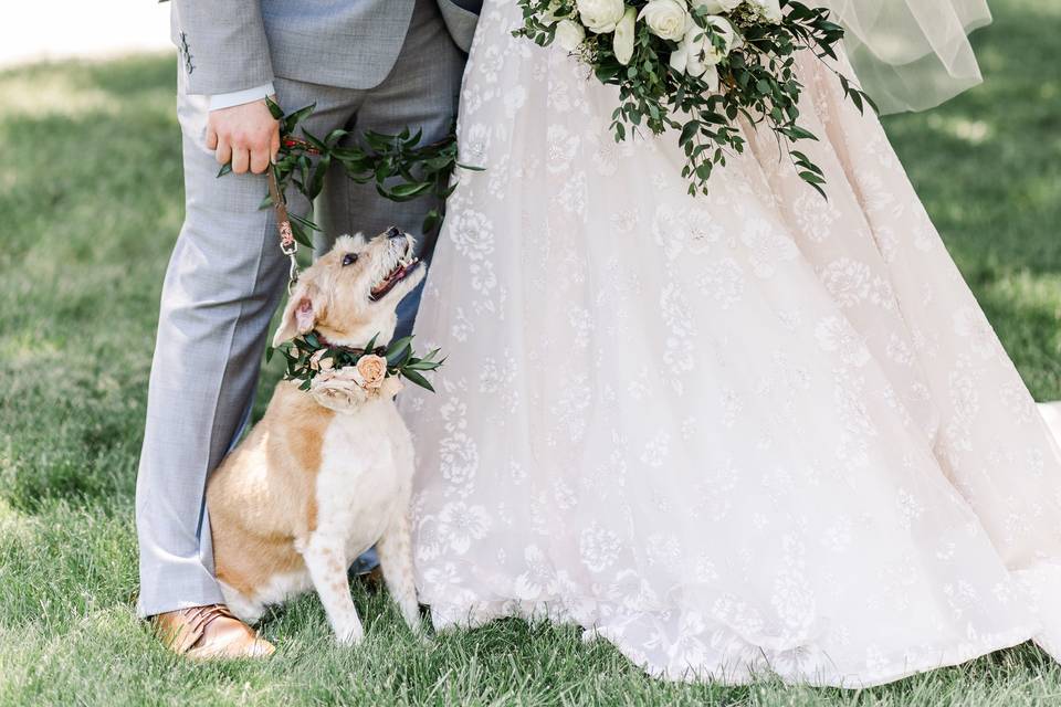 Pets and weddings are the best