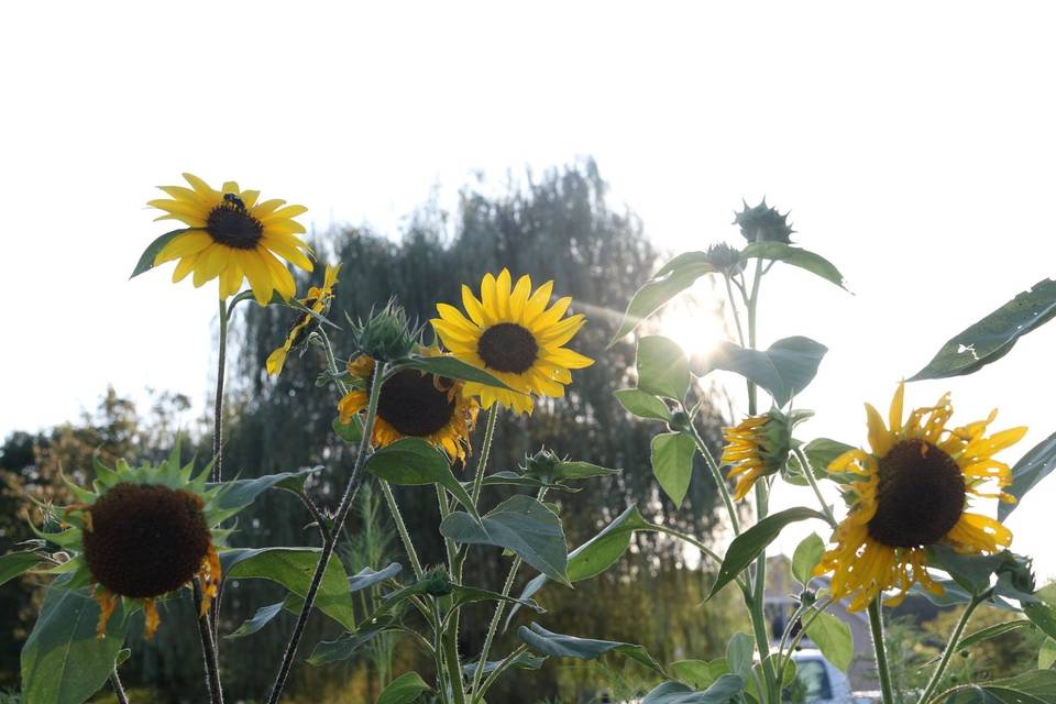 The Gardens at Bethlehem Farm