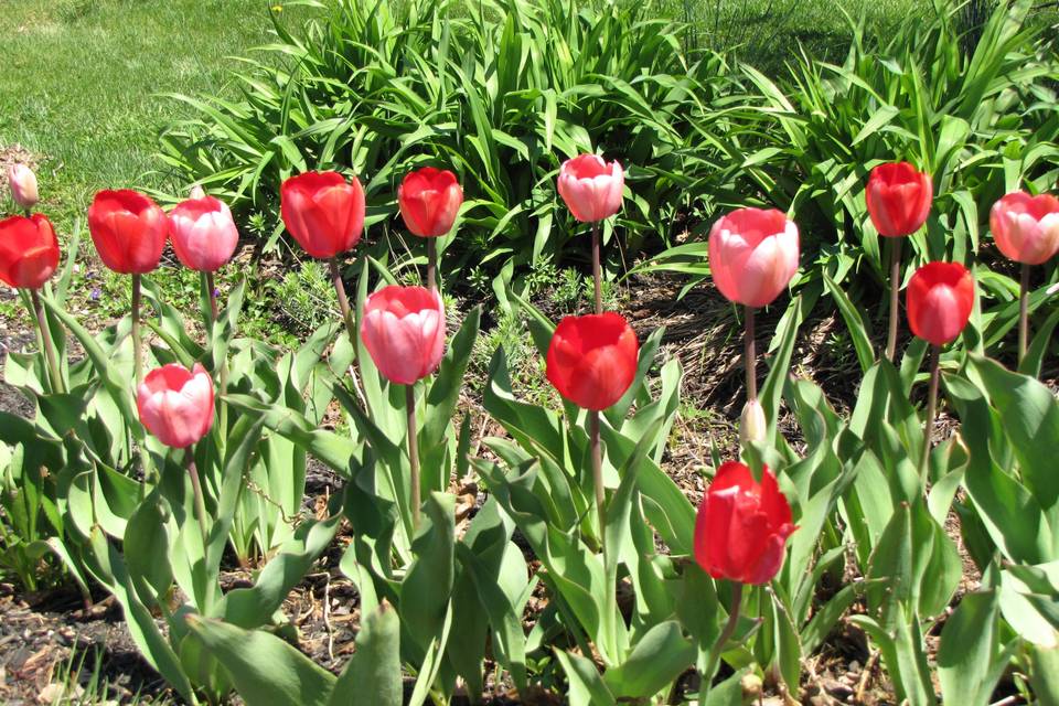 The Gardens at Bethlehem Farm