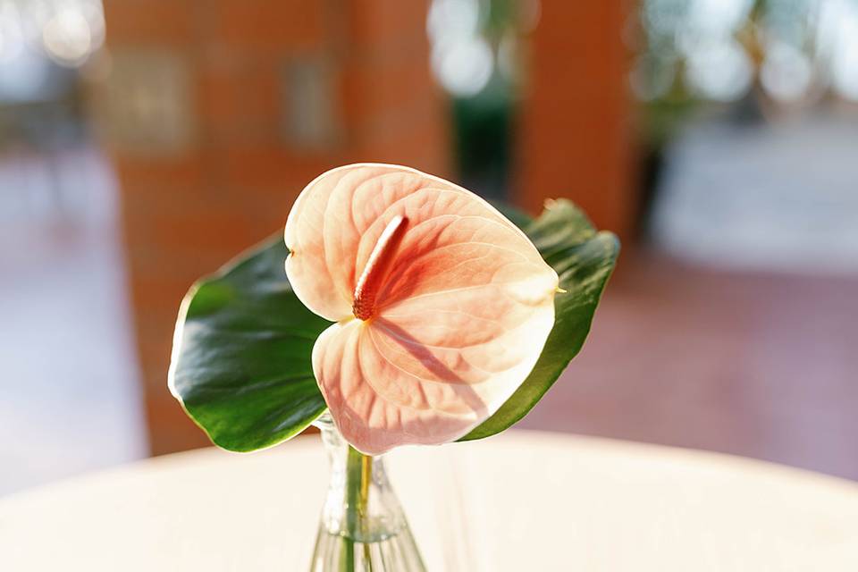 Island Blooms