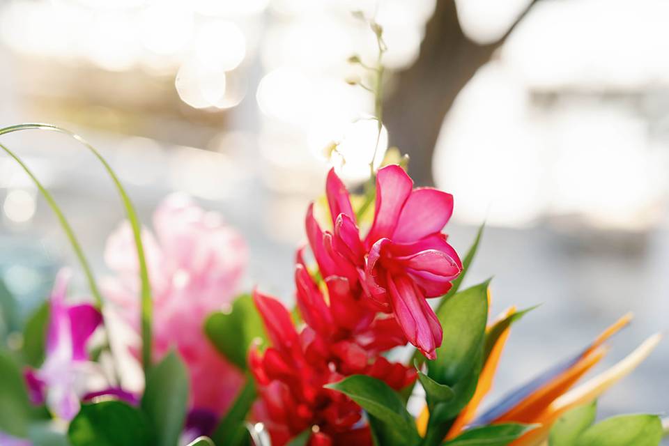 Island Blooms