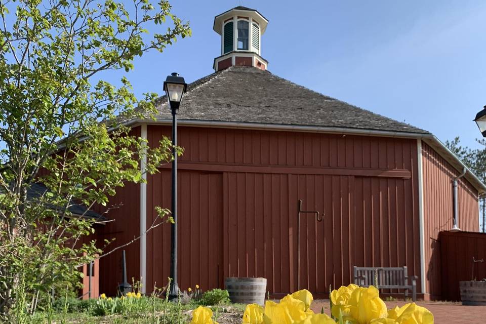 Barn & Tulips
