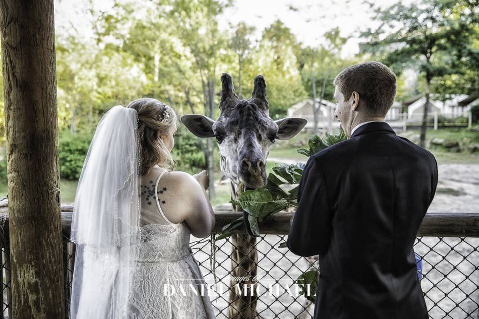 Giraffe Wedding Photo at Zoo