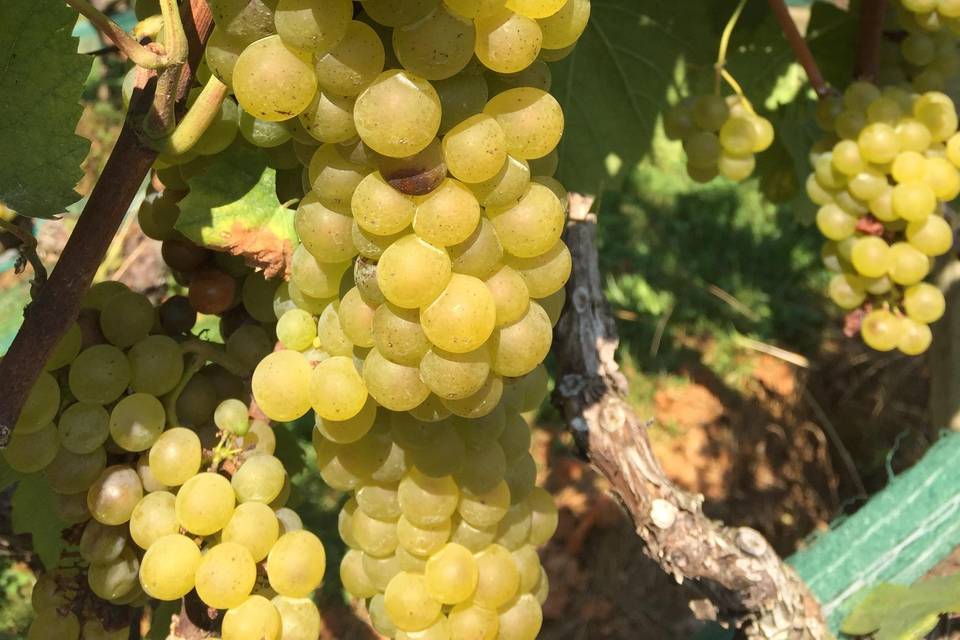 Chardonnay growing in the uppe