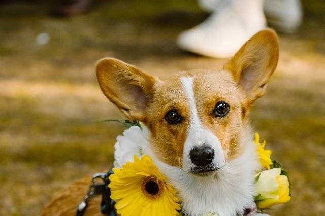 Floral collar for special guests