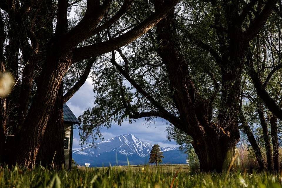 Willow Trees