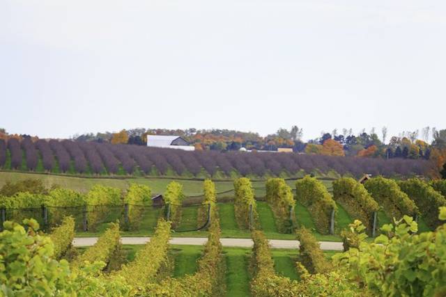 September Vines