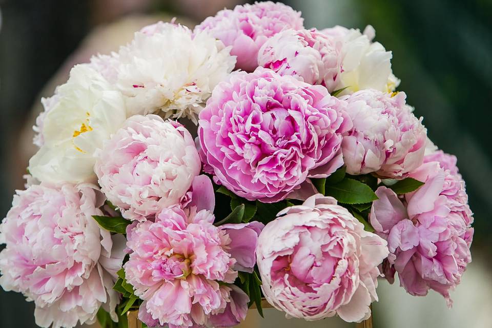 The peonies