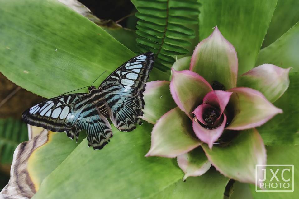 Butterflies & Beauty