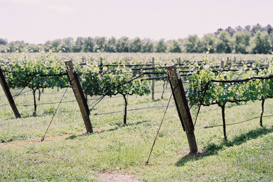 Vineyard