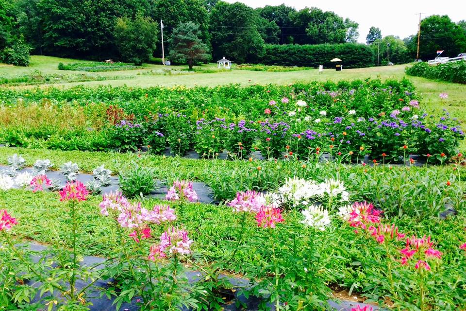 3+ acres of flowers