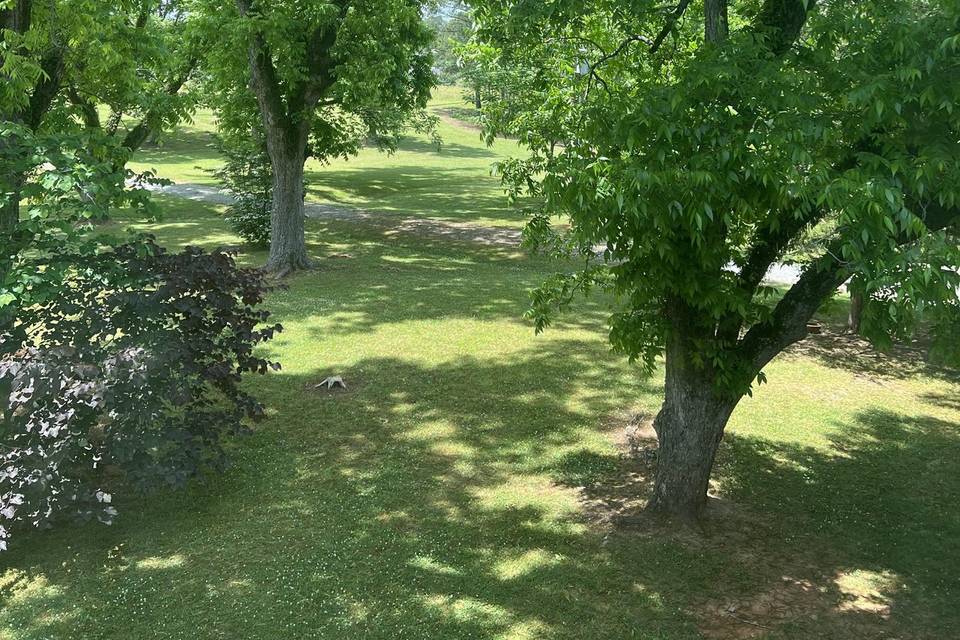 Pecan Tree shade