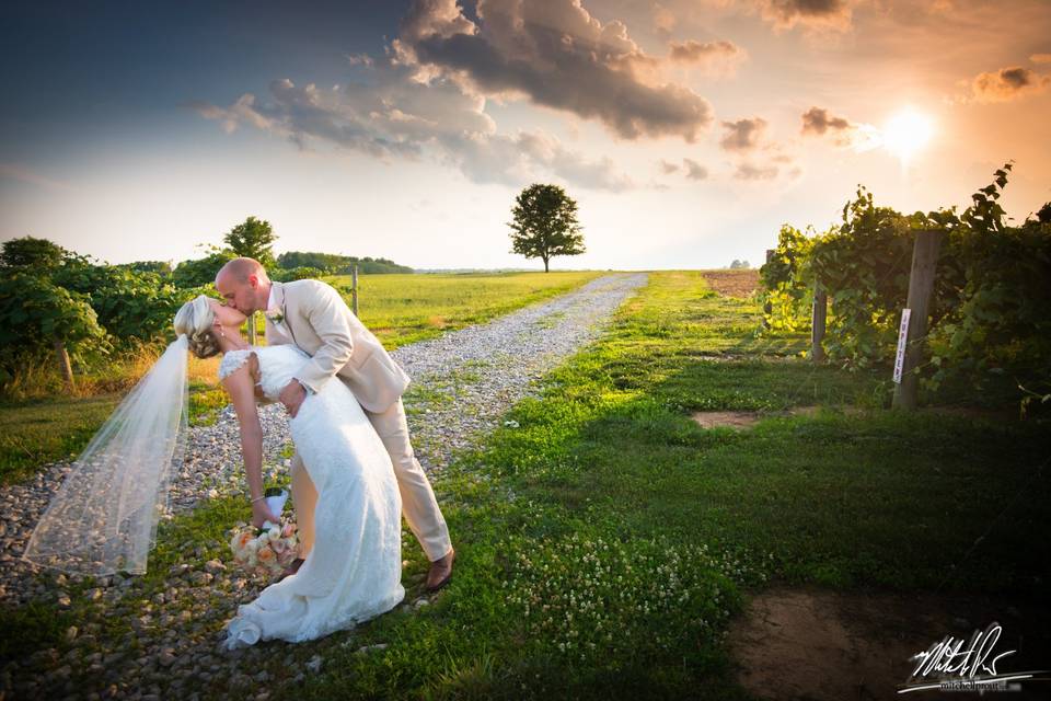 Vineyard sunset