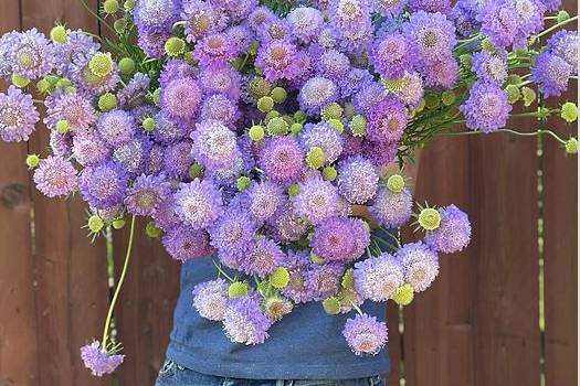 Phoenix Hill Flower Farm