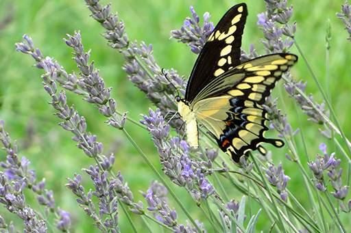 Lavender Car Freshie - Loess Hills Lavender Farm