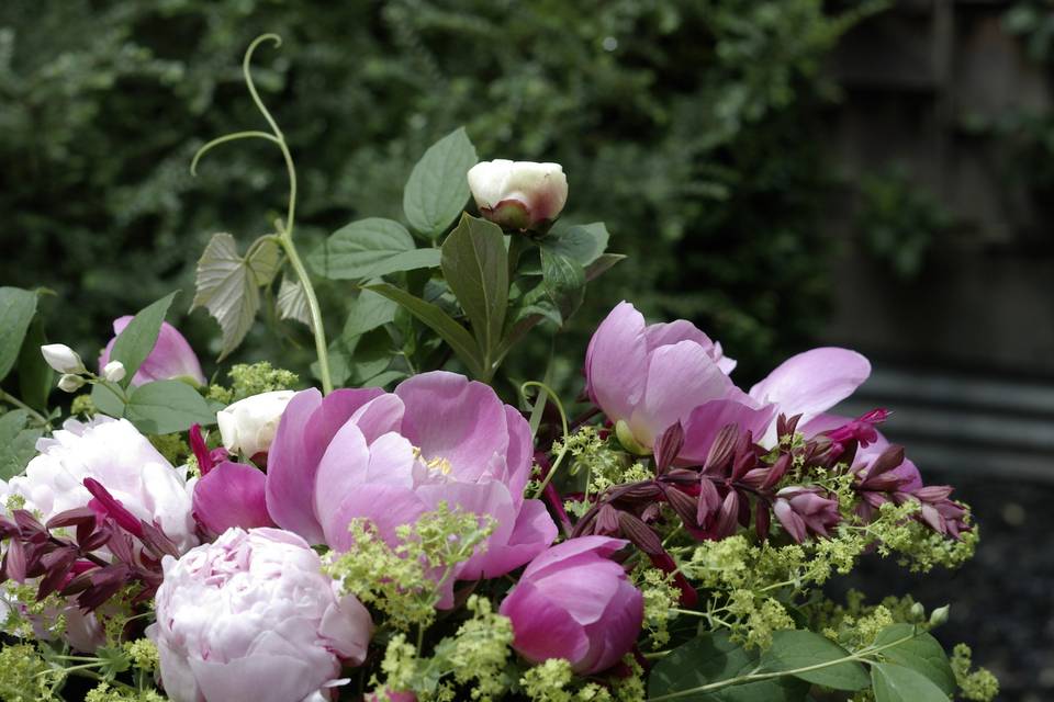 Pink Peonies