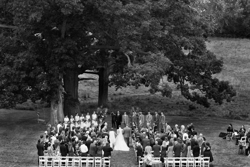 Wedding ceremony under the oak tree